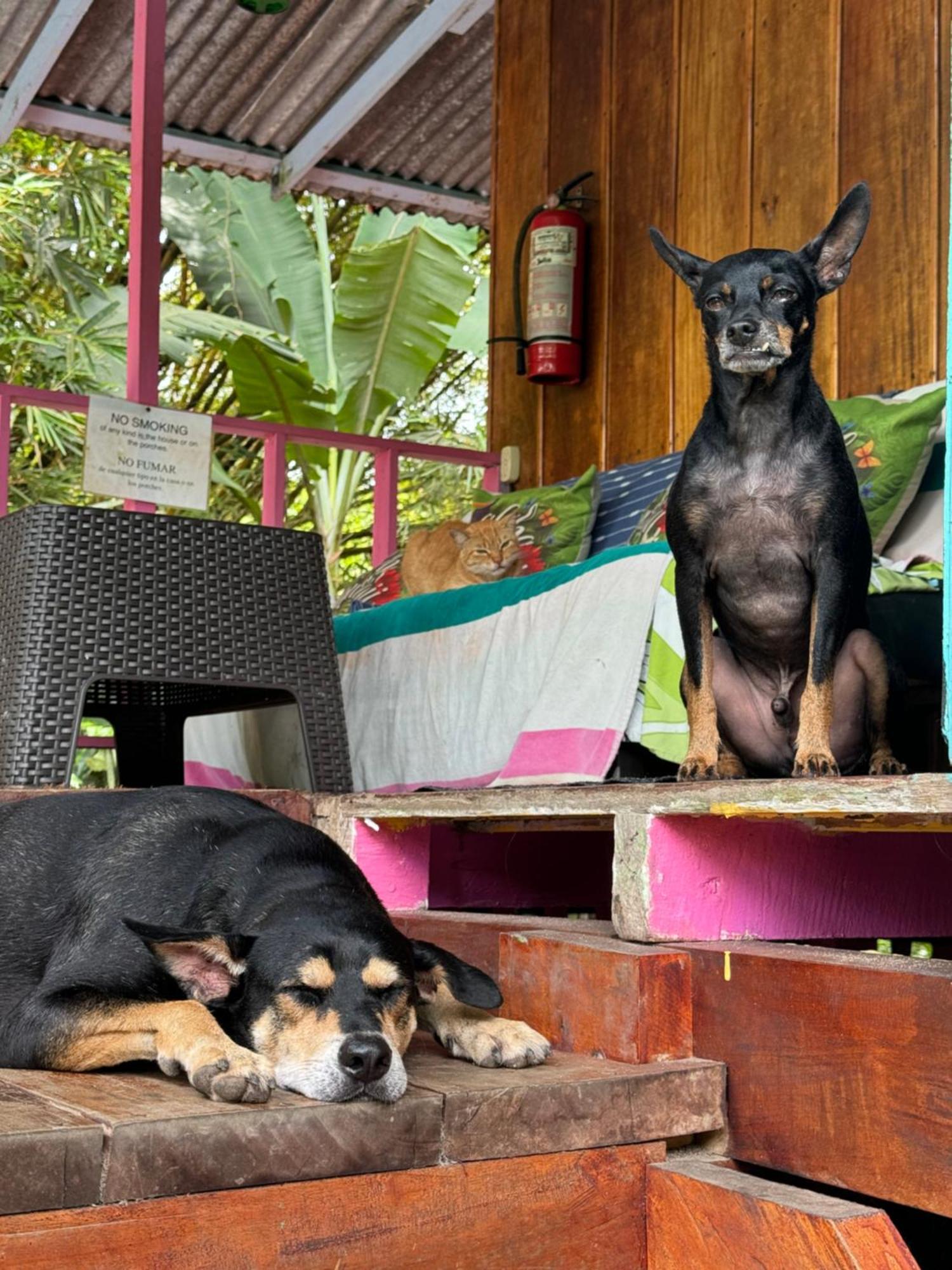 Hidden Jungle Beach House Puerto Viejo de Talamanca Ngoại thất bức ảnh